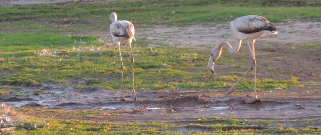 Arangioa - Senafer - Villa Funtana Meiga Dış mekan fotoğraf