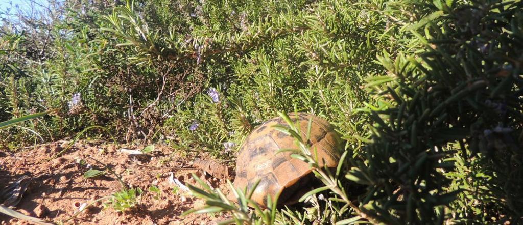 Arangioa - Senafer - Villa Funtana Meiga Dış mekan fotoğraf