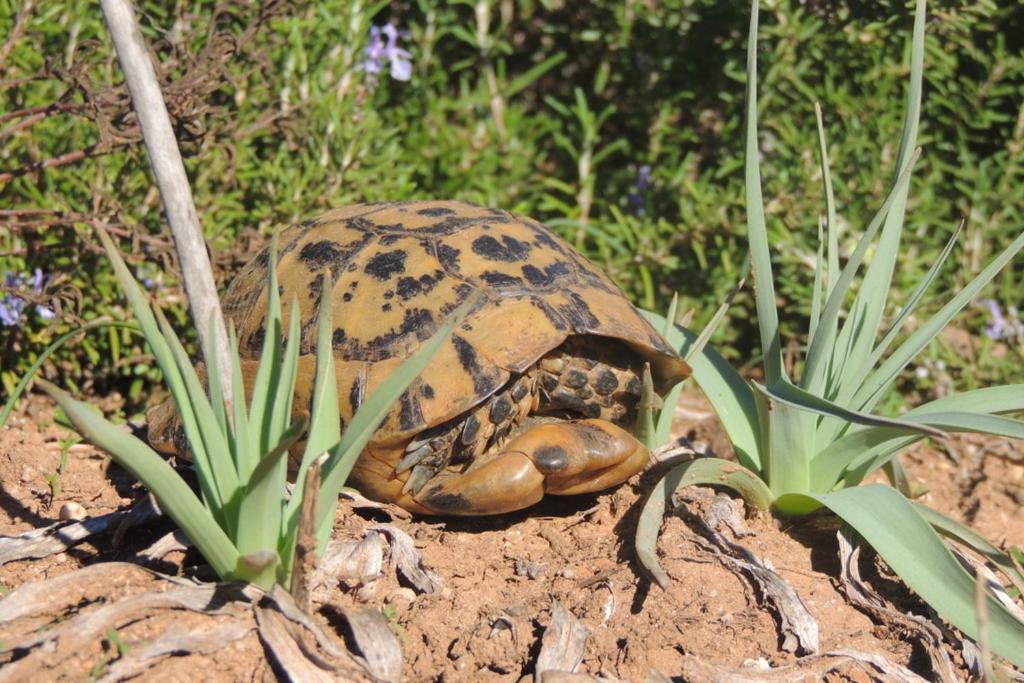 Arangioa - Senafer - Villa Funtana Meiga Dış mekan fotoğraf