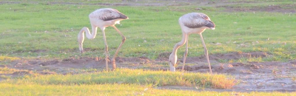 Arangioa - Senafer - Villa Funtana Meiga Dış mekan fotoğraf