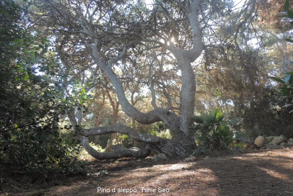 Arangioa - Senafer - Villa Funtana Meiga Dış mekan fotoğraf